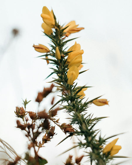 Fiori di Bach Gorse 10ml - Speranza e Ottimismo  LABORATORIO ERBORISTICO DI LEO   